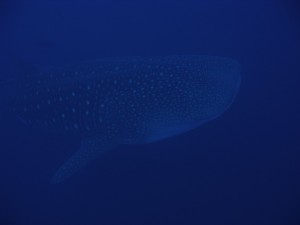 52942_1000